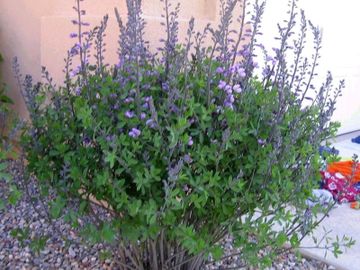 Baptisia australis False Wild Blue Indigo Native Wildflower Butterfly Host Potted Plants